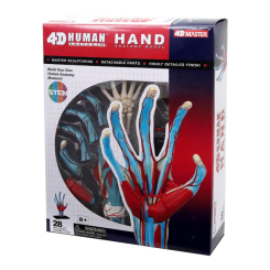 Наукові ігри, фокуси та досліди - Об'ємна модель 4D Master Рука людини (FM-626009) Наукові ігри, фокуси та досліди - Об'ємна модель 4D Master Рука людини (FM-626009)