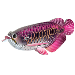 3D-пазли - 3D пазл Eugy Зоопарк Азіатська арована (XEG-118) 3D-пазли - 3D пазл Eugy Зоопарк Азіатська арована (XEG-118)