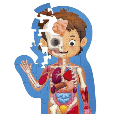 Пазли - Пазл Hape Тіло людини 60 елементів (E1635)#2