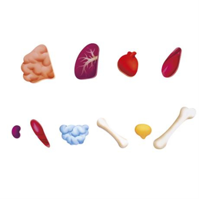 Пазли - Пазл Hape Тіло людини 60 елементів (E1635)#3