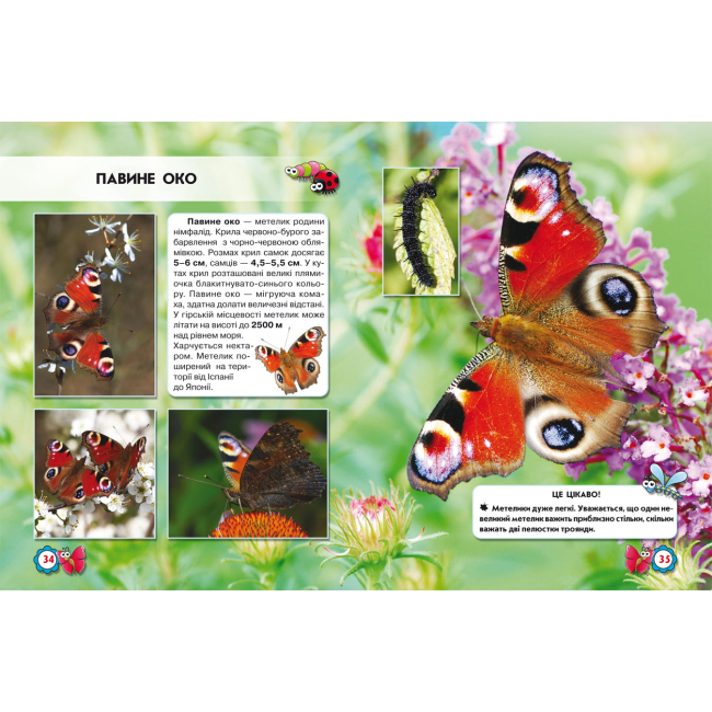 Пізнавальні книги (4-10 років) - Книжка «Світ навколо нас Комахи» (9789669369208)#2