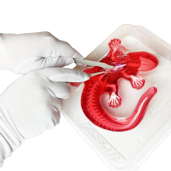 Наукові ігри, фокуси та досліди - Набір для дослідів Joker Slimy lab Анатомія тварин Саламандра (38071)#2