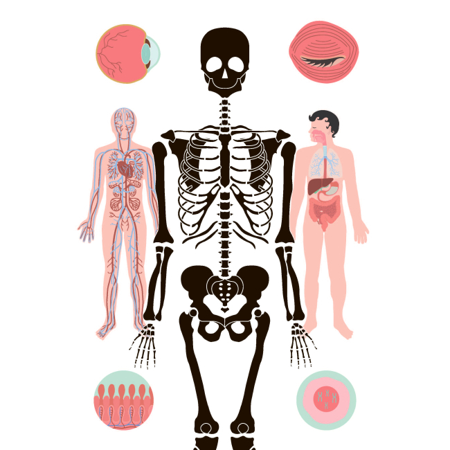 Пізнавальні книги (4-10 років) - Книжка «Тіло людини» Кристина Перабоні (9786177853199)#2