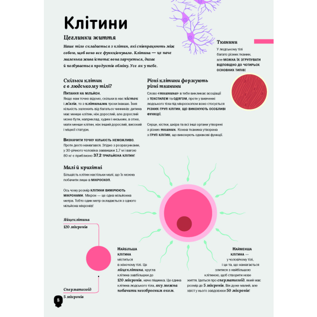 Пізнавальні книги (4-10 років) - Книжка «Тіло людини» Кристина Перабоні (9786177853199)#4