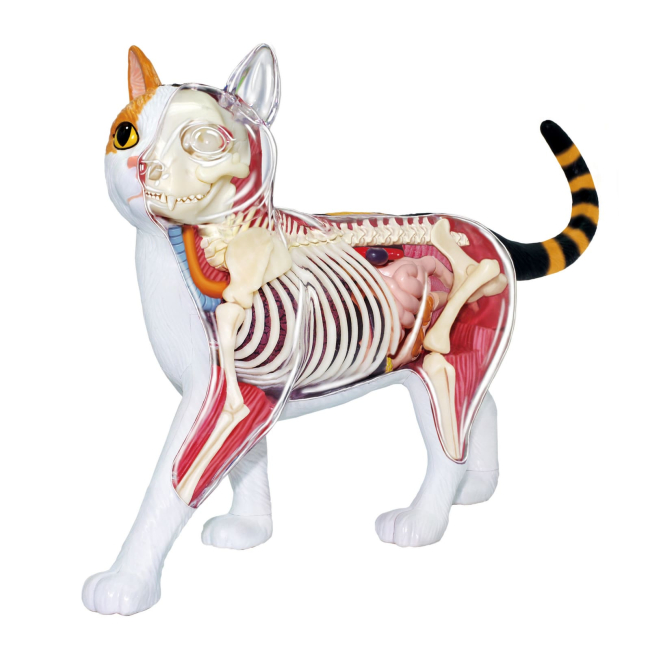 Наукові ігри, фокуси та досліди - Об'ємна модель 4D Master Кіт (FM-622040)#2