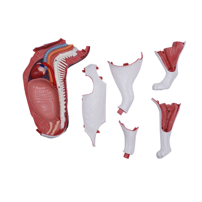 Наукові ігри, фокуси та досліди - Об'ємна модель 4D Master Кіт (FM-622040)#4